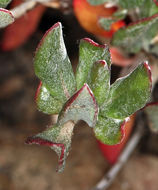 Imagem de Eriogonum umbellatum var. subaridum S. Stokes