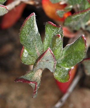 Image of sulphur-flower buckwheat