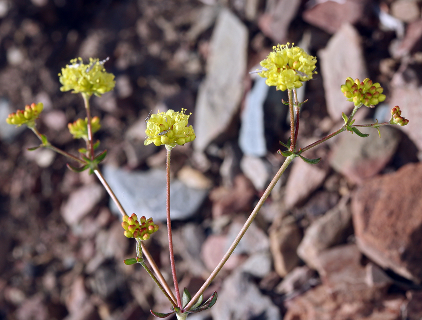 Image of sulphur-flower buckwheat