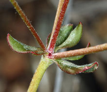 Image of sulphur-flower buckwheat