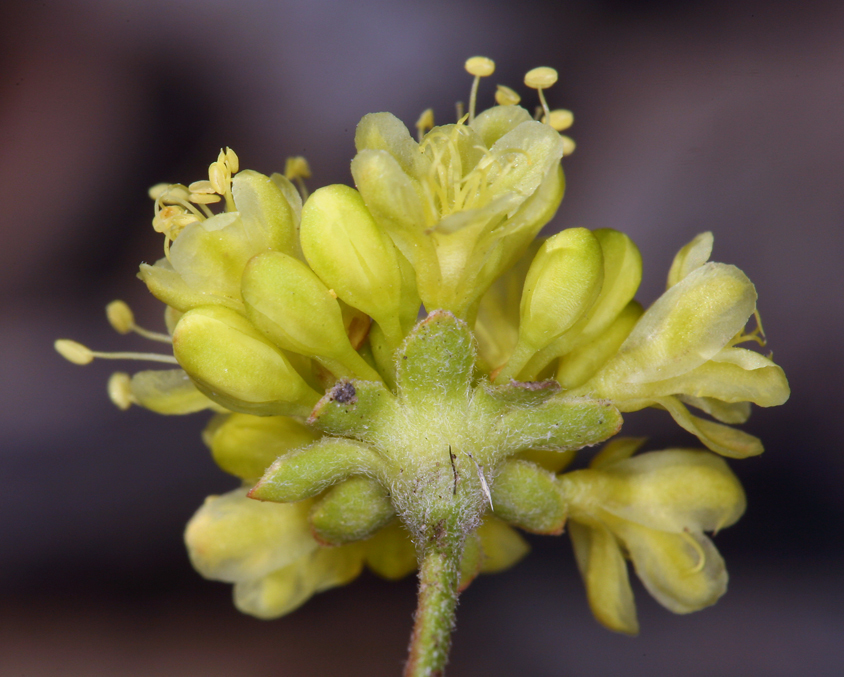 Imagem de Eriogonum umbellatum var. subaridum S. Stokes