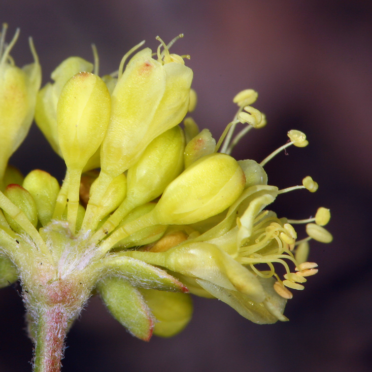 Image of sulphur-flower buckwheat