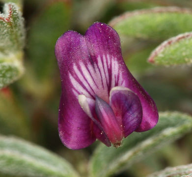 Astragalus gilmanii Tidestr.的圖片