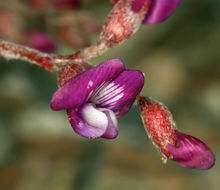 Astragalus gilmanii Tidestr.的圖片