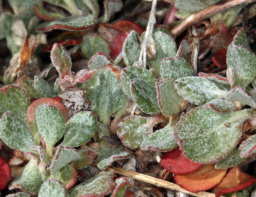 Imagem de Eriogonum umbellatum var. versicolor S. Stokes