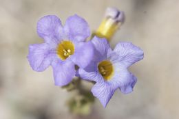 Image of Fremont's phacelia