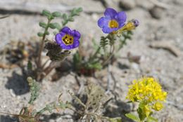 Image of Fremont's phacelia