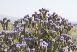 Image of lacy phacelia