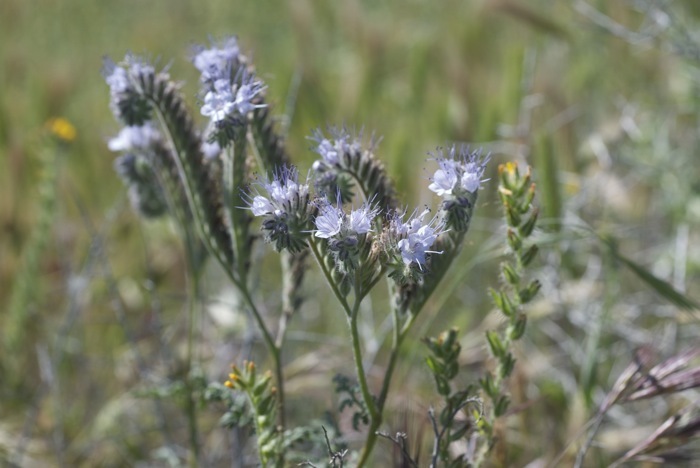 Image of lacy phacelia