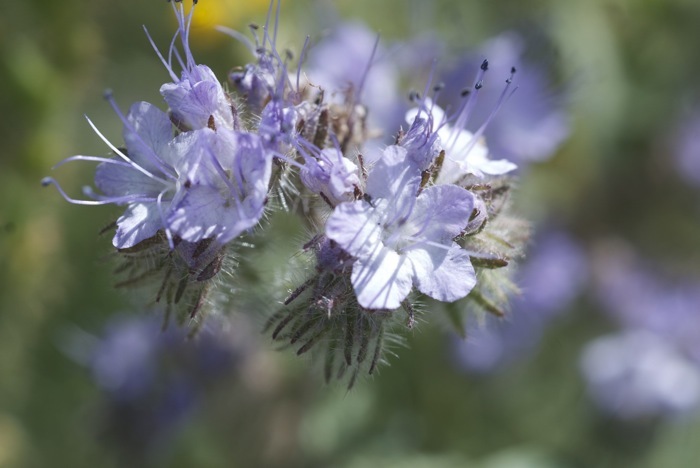 Image of lacy phacelia