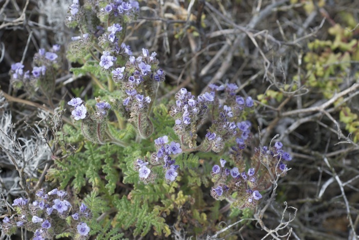 Imagem de Phacelia floribunda Greene