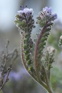 Imagem de Phacelia floribunda Greene