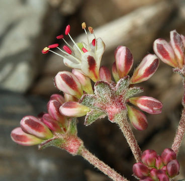 Image of sulphur-flower buckwheat