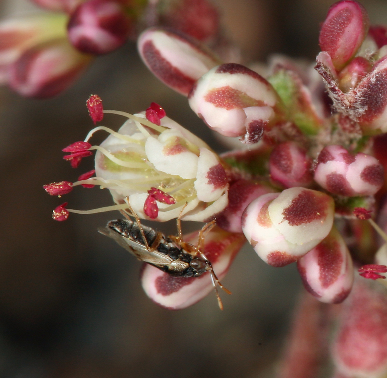 Imagem de Eriogonum umbellatum var. versicolor S. Stokes