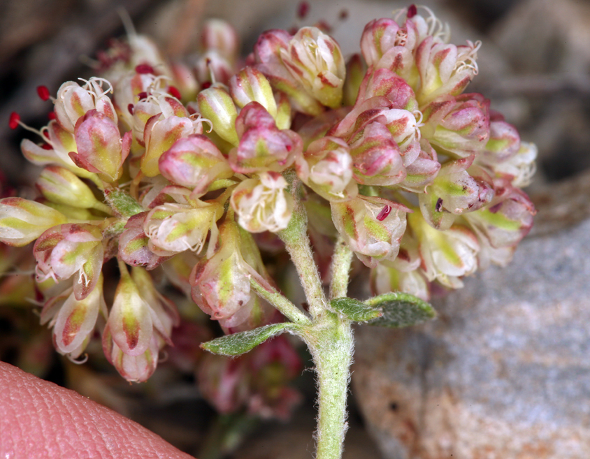 Imagem de Eriogonum umbellatum var. versicolor S. Stokes