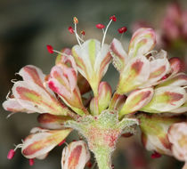 Imagem de Eriogonum umbellatum var. versicolor S. Stokes