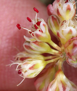 Image of sulphur-flower buckwheat