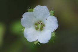 Image of racemed fiestaflower