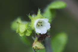 Image of racemed fiestaflower