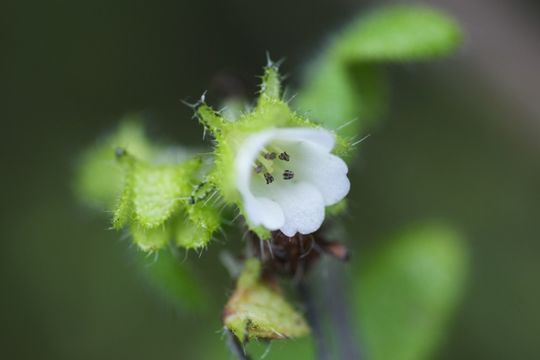 Pholistoma racemosum (Nutt. ex A. Gray) Constance resmi