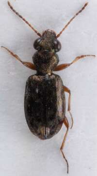 Image of Asaphidion