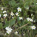 Image of rose linanthus