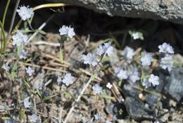 Image de Phacelia pringlei A. Gray