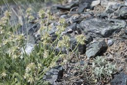 Imagem de Phacelia corymbosa Jepson