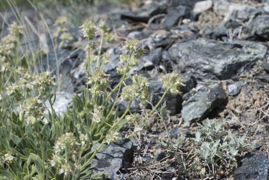 Image of serpentine phacelia