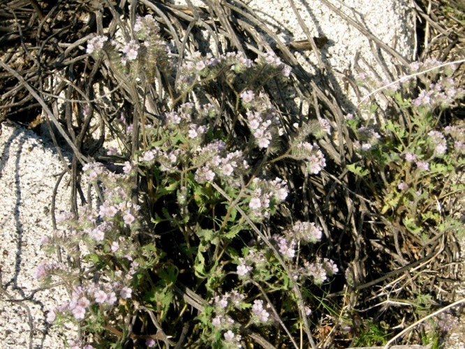 Phacelia cicutaria var. hispida (A. Gray) J. T. Howell resmi