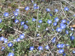 صورة Nemophila menziesii Hook. & Arnott