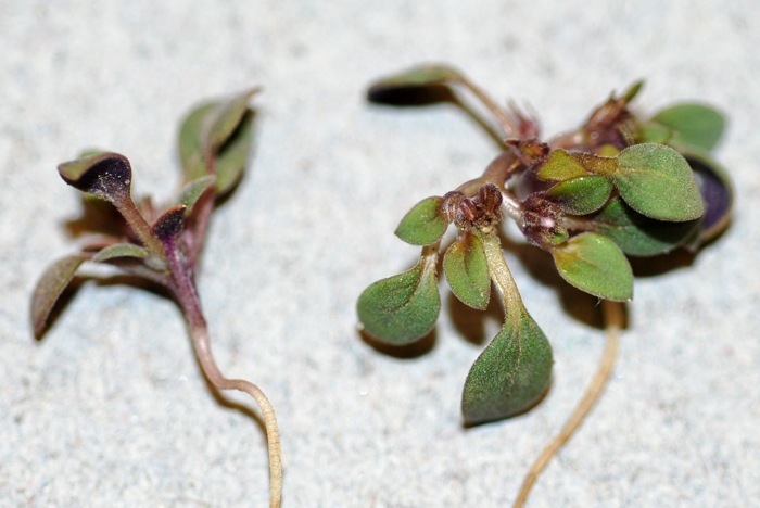 Image of Cooke's phacelia