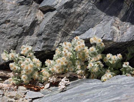 Image of alpine bedstraw