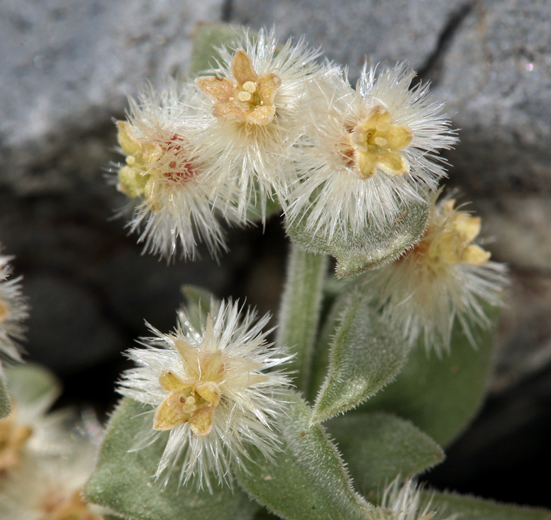 Imagem de Galium hypotrichium subsp. tomentellum Ehrend.