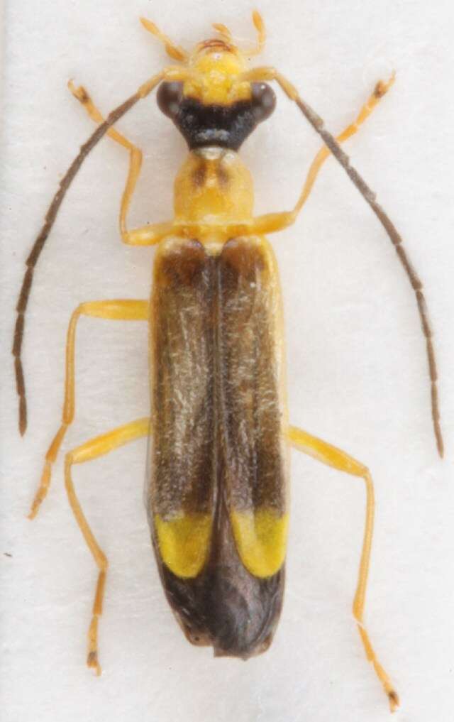 Image of Malthininae