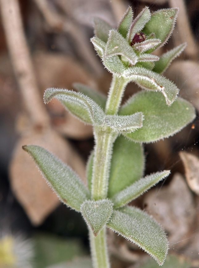 Imagem de Galium hypotrichium subsp. tomentellum Ehrend.