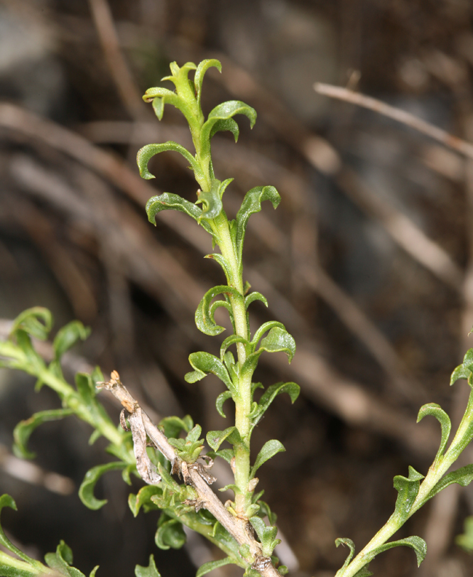 Image of whiteflower goldenbush