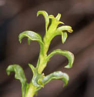 Image of whiteflower goldenbush