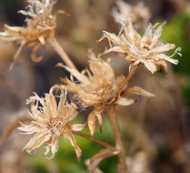 Image of whiteflower goldenbush