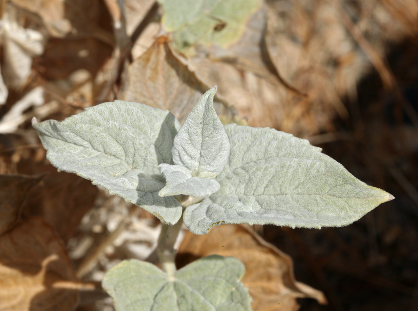 صورة Bahiopsis reticulata (S. Wats.) E. E. Schilling & Panero