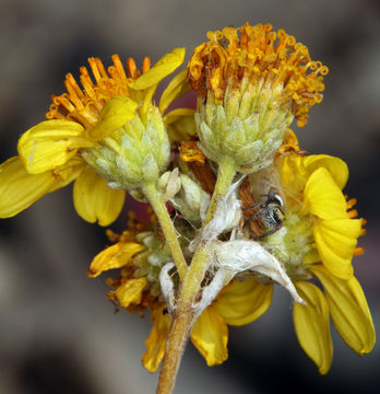 صورة Bahiopsis reticulata (S. Wats.) E. E. Schilling & Panero