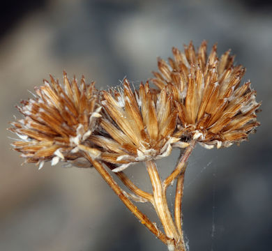 صورة Bahiopsis reticulata (S. Wats.) E. E. Schilling & Panero