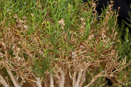 Image of green rabbitbrush