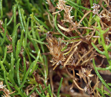 Image of green rabbitbrush