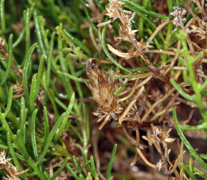 Ericameria teretifolia (Dur. & Hilg.) Jepson resmi