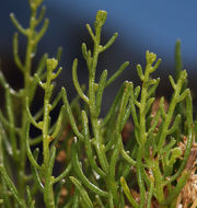 Image of green rabbitbrush