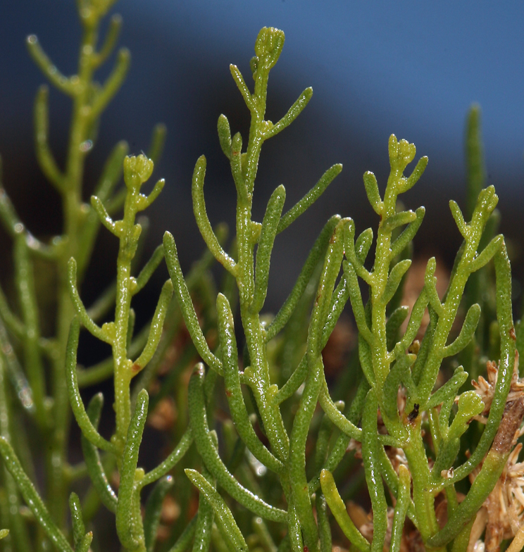 Ericameria teretifolia (Dur. & Hilg.) Jepson resmi