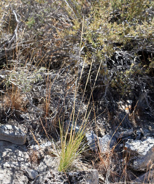 Stipa arida M. E. Jones resmi