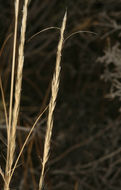 Stipa arida M. E. Jones resmi