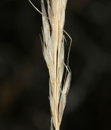 Stipa arida M. E. Jones resmi